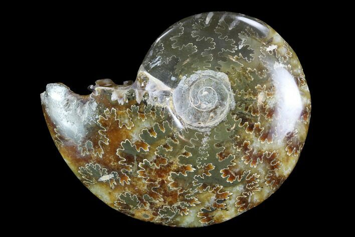 Polished, Agatized Ammonite (Cleoniceras) - Madagascar #97260